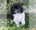 Small #5 Havanese