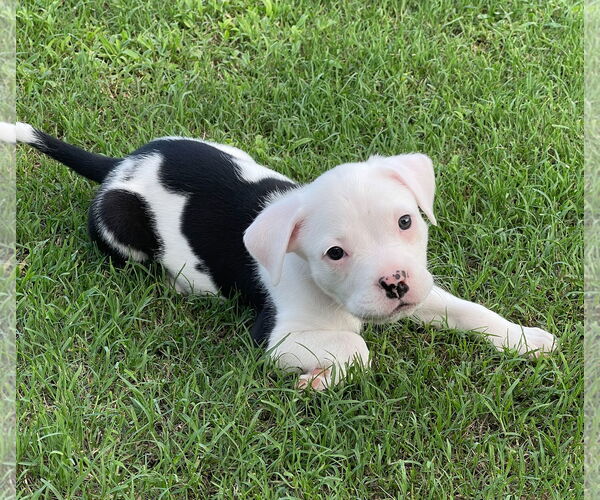Medium Photo #1 Mutt Puppy For Sale in Holly Springs, NC, USA