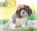 Small Photo #16 Cocker Spaniel Puppy For Sale in WARSAW, IN, USA