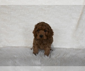 Cockapoo Puppy for sale in FRESNO, OH, USA