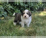 Small Photo #2 Great Bernese Puppy For Sale in ELGIN, OR, USA