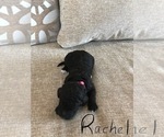 Small Photo #3 Labradoodle Puppy For Sale in PLACIDA, FL, USA