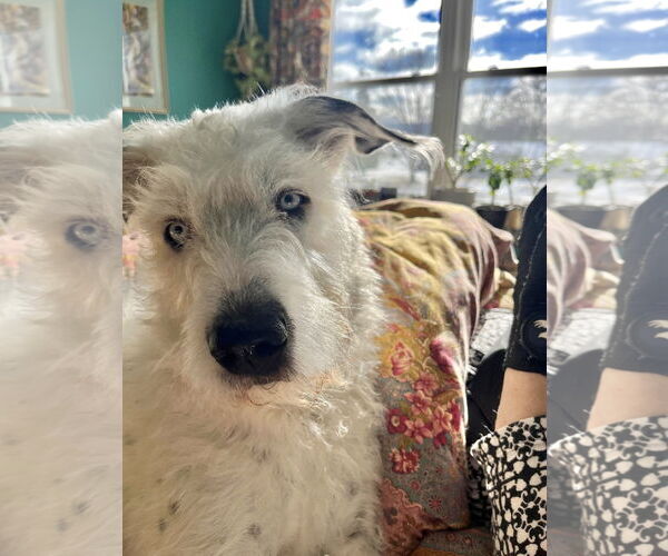 Medium Photo #5 Mutt Puppy For Sale in Grafton, WI, USA