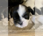 Puppy Puppy 2 Picasso Shih Tzu