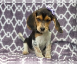 Beagle Puppy for sale in LAKELAND, FL, USA
