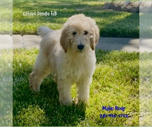 Goldendoodle-Poodle (Standard) Mix Puppy for sale in SUGAR LAND, TX, USA