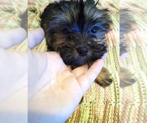 Yorkshire Terrier Puppy for sale in TUCSON, AZ, USA