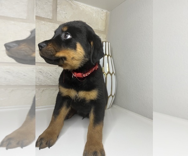 Medium Photo #13 Rottweiler Puppy For Sale in FORT WORTH, TX, USA