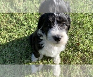 Bearded Collie-Poodle (Standard) Mix Puppy for sale in TAYLOR, TX, USA