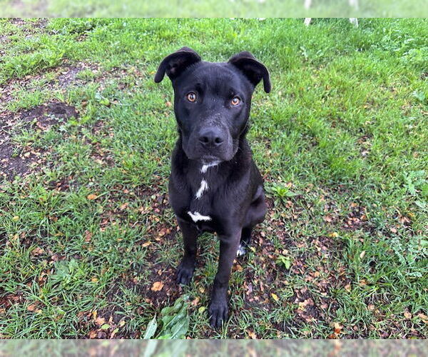 Medium Photo #1 Anatolian Shepherd-Unknown Mix Puppy For Sale in Santa Cruz, CA, USA