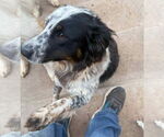 Small #1 Australian Shepherd Mix