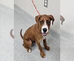RED SONJA - Female Labrador Retriever-Miniature Schnauzer Mix Dog for Adoption - Small photo
