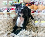 Small #1 Bearded Collie Mix
