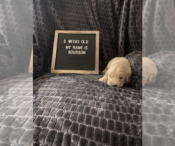 Medium Photo #2 Golden Retriever Puppy For Sale in WINTER PARK, FL, USA