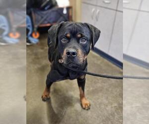 Rottweiler-Unknown Mix Dogs for adoption in Rockwall, TX, USA
