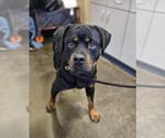 Small Rottweiler Mix