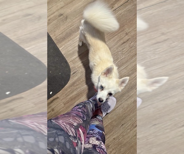 Medium Photo #126 Pomsky Puppy For Sale in LOVELAND, CO, USA