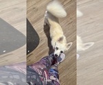 Small Photo #126 Pomsky Puppy For Sale in LOVELAND, CO, USA
