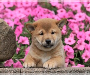 Shiba Inu Puppy for sale in FREDERICKSBG, OH, USA