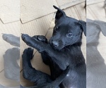 Small Photo #4 Belgian Malinois Puppy For Sale in DENVER, CO, USA