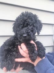 Labradoodle Puppy for sale in ELIZABETHTOWN, KY, USA