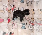 Small #1 Poodle (Toy)