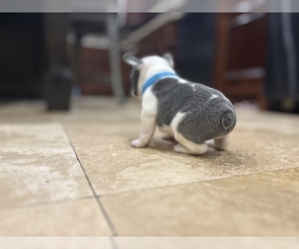 Medium Photo #6 French Bulldog Puppy For Sale in CROSBY, TX, USA