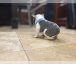 Small #5 French Bulldog