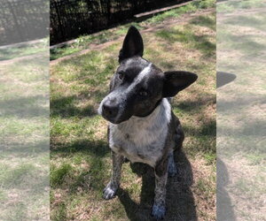 German Shepherd Dog-Unknown Mix Dogs for adoption in Green Forest, AR, USA