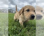 Puppy Puppy 2 Golden Retriever