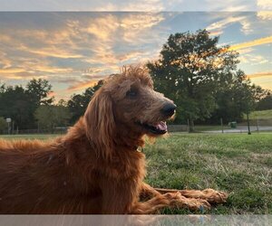 Irish Doodle Dogs for adoption in Pacolet, SC, USA