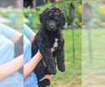Puppy Taffy Goldendoodle