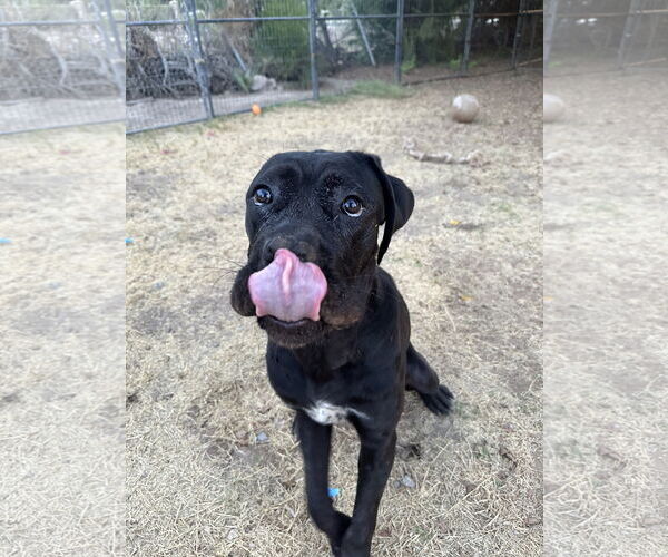 Medium Photo #10 Mutt Puppy For Sale in Goodyear, AZ, USA