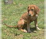 Small #1 Mutt