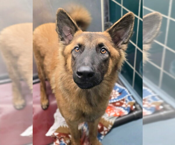 Medium Photo #1 German Shepherd Dog-Unknown Mix Puppy For Sale in Lakewood, CO, USA