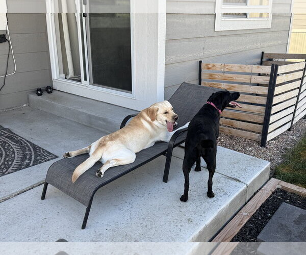 Medium Photo #3 Mutt Puppy For Sale in Fort Collins, CO, USA