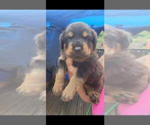 Rottweiler Puppy for sale in TOCCOA, GA, USA