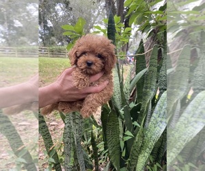 Poodle (Toy) Puppy for sale in ORLANDO, FL, USA
