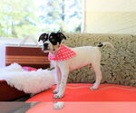 Small #6 Lab-Pointer
