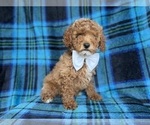 Small #4 Cockapoo (Miniature)