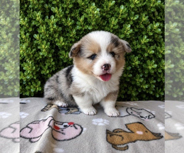 Medium Photo #5 Pembroke Welsh Corgi Puppy For Sale in CERES, CA, USA