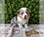 Small #4 Pembroke Welsh Corgi