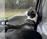 Small #2 Border Collie Mix