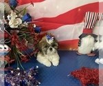 Puppy Dolly Shih Tzu