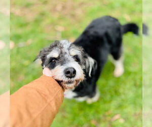 Mutt Dogs for adoption in Junction Cityu, OR, USA