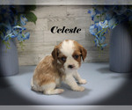 Small #6 Cavalier King Charles Spaniel