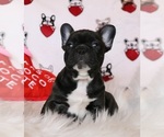 Small Photo #3 French Bulldog Puppy For Sale in FAIR GROVE, MO, USA