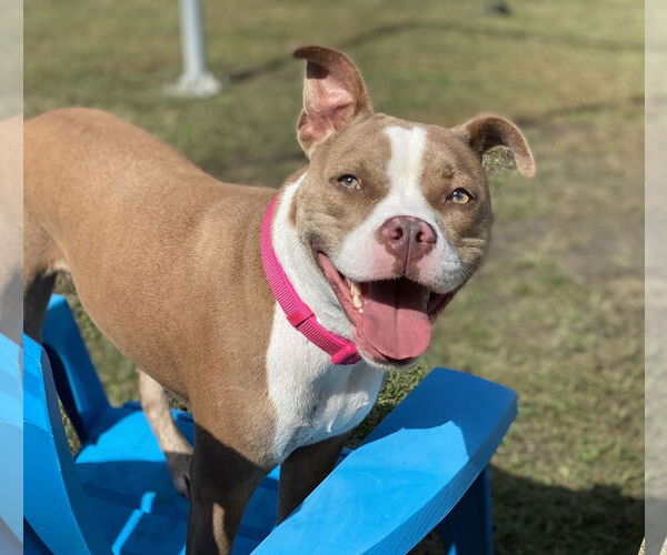 Medium Photo #4 American Pit Bull Terrier Puppy For Sale in Virginia Beach, VA, USA