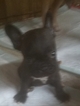 Small Photo #3 French Bulldog Puppy For Sale in DUNNELLON, FL, USA