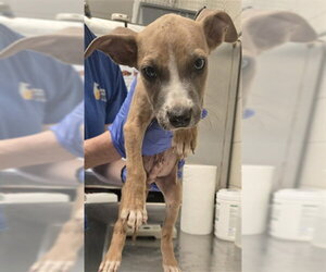 Mutt Dogs for adoption in Fayetteville, NC, USA